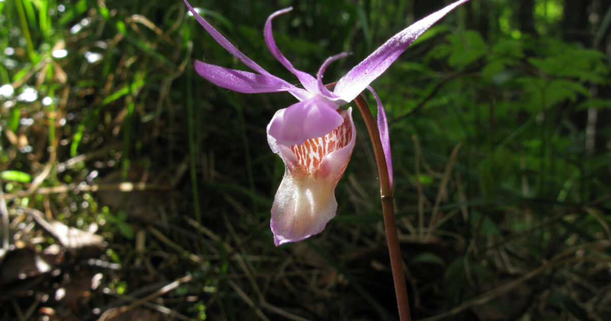 Svensk botanisk förening